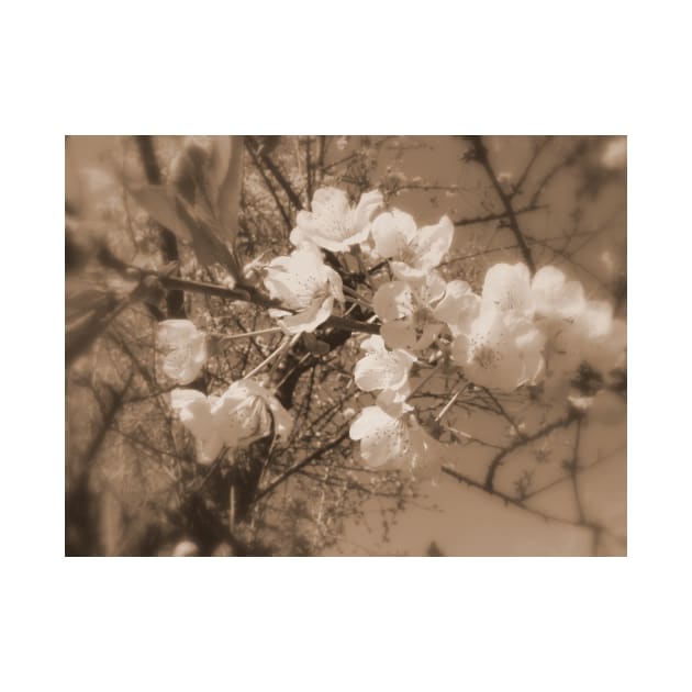 cherry blossoms in the sky, sepia by DlmtleArt