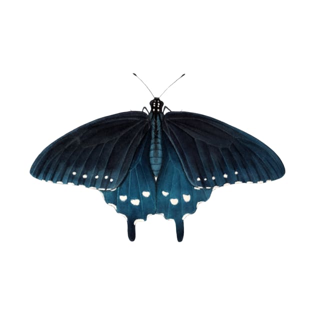 Pipevine Swallowtail by JadaFitch