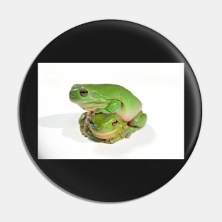 two litoria caerula green tree frogs one on top of the other Pin