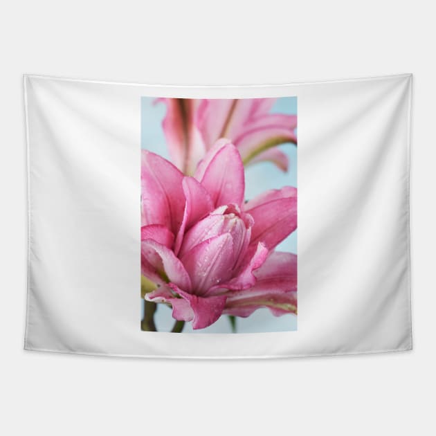 Lilium  Roselily Isabella  Double Oriental hybrid Lily Tapestry by chrisburrows