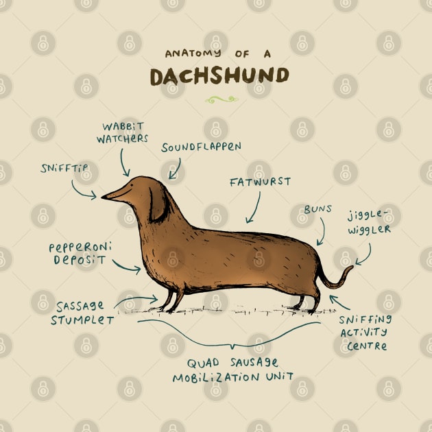 Anatomy of a Dachshund by Sophie Corrigan