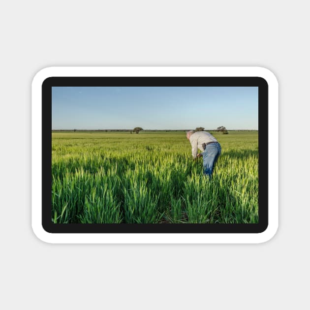 Barley fields Magnet by Bevlyn