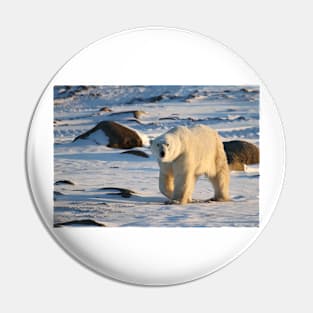 Polar Bear on the Tundra, Churchill, Canada Pin