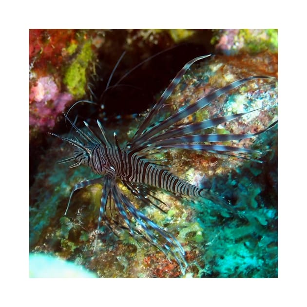 Lion Fish on the Reef by Scubagirlamy