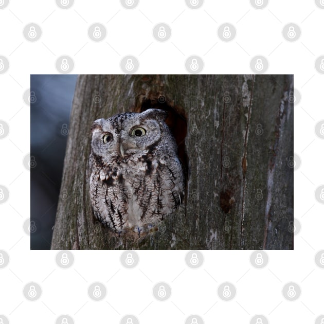 Eastern Screech-Owl by Jim Cumming