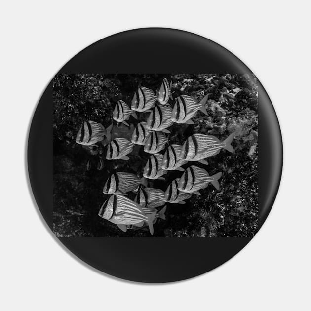 A School of Porkfish In Black and White Pin by jbbarnes