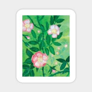 Dog roses, Rosa canina, in bloom Illustration Magnet