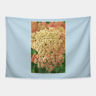 Achillea millefolium &#39;Salmon Beauty&#39; Tapestry