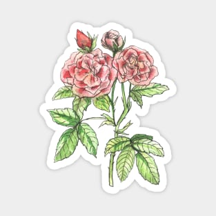 English Roses Magnet