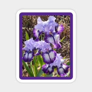 Purple and White Iris Flower Magnet