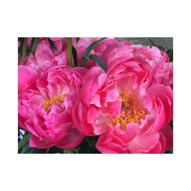 Pink Peonies by ephotocard