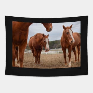 sorrel horses in pasture Tapestry