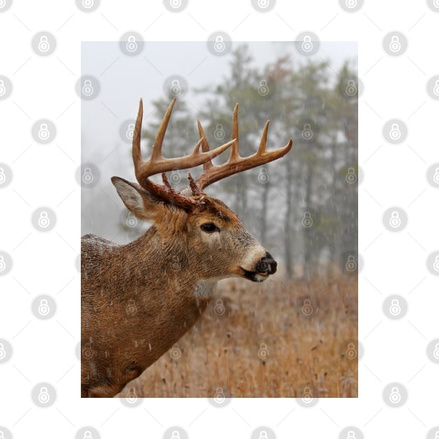 Bullet Buck - White-tailed deer by Jim Cumming