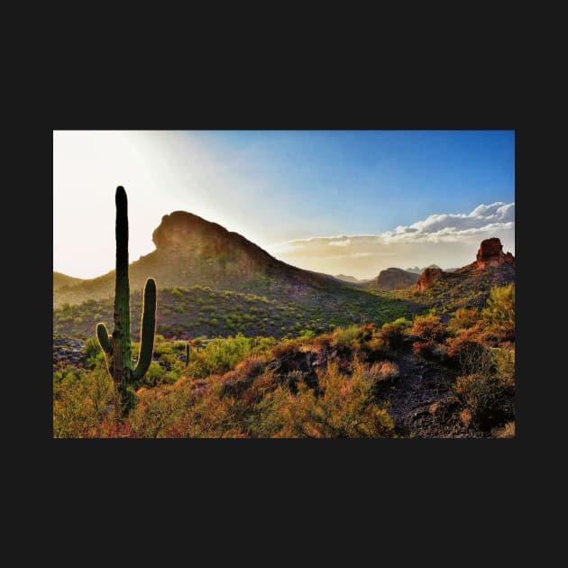 Cactus In The Sun by JimDeFazioPhotography