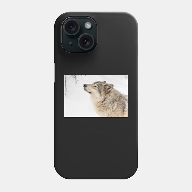 Timber wolf in winter Phone Case by josefpittner