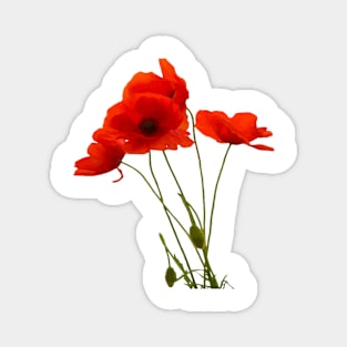 Delicate Red Poppies Floral Bouquet Magnet