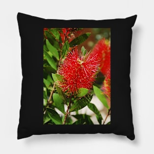 Bottlebrush Flower Pillow