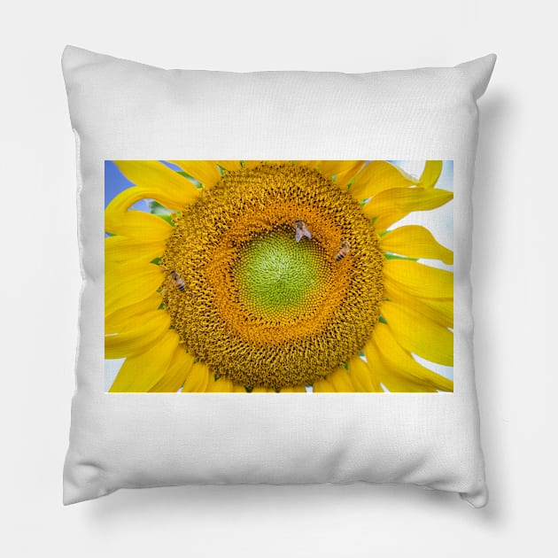 Sunflower Closeup Pillow by mcdonojj