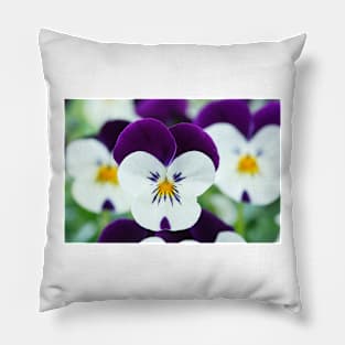 Viola  Rocky White with Purple Wings  Rocky series Pillow