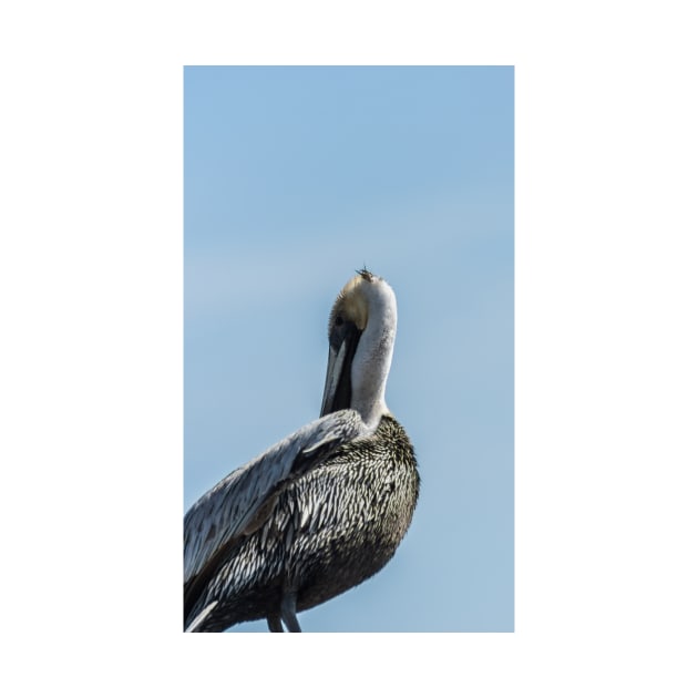 portrait of Brown Pelican by KensLensDesigns