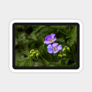 Wild Geranium Magnet