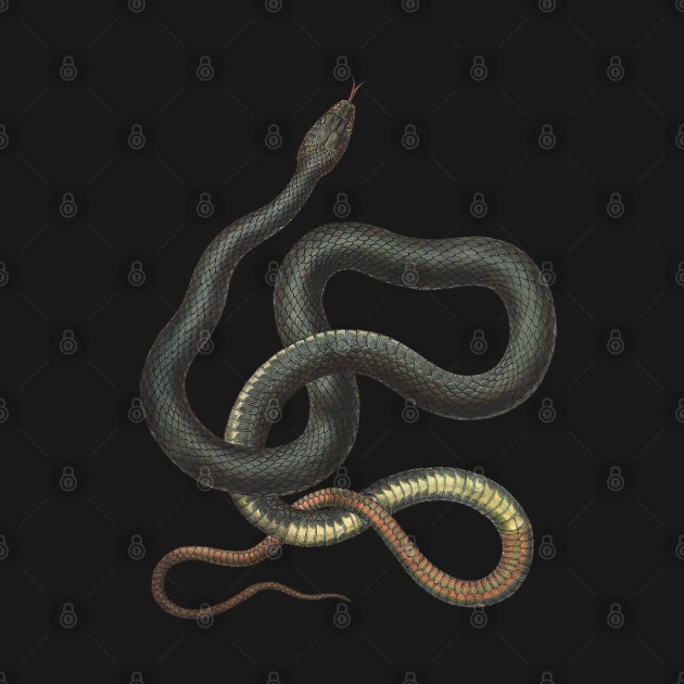 snake by PopGraphics