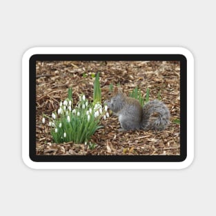 Grey squirrel and snow drops ..spring is here. Magnet