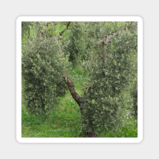 Olive tree Mediterranean Grove Magnet