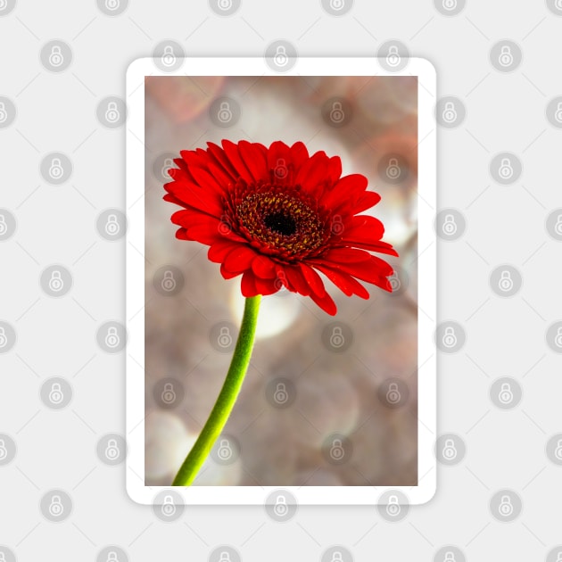 Single Red Gerbera Magnet by JeanKellyPhoto