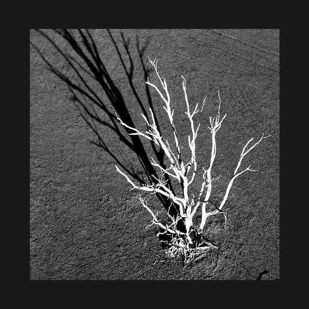 The White Tree, Benalla : aerial photograph by rozmcq