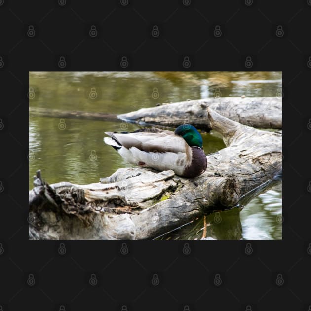 Mallard duck sleeping by CanadianWild418