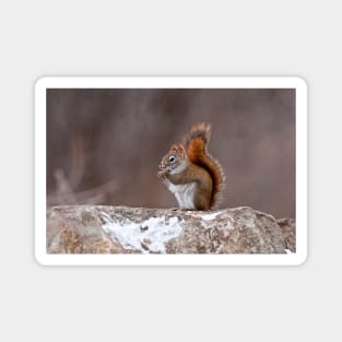 Red Squirrel Magnet