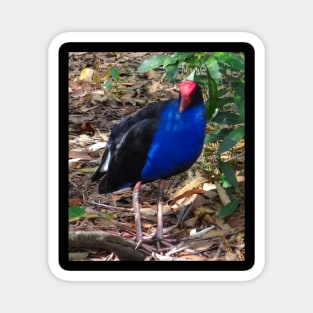 The Purple Swamp Hen! Magnet