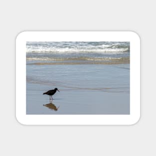 Oyster catcher on Allan's beach, New Zealand Magnet