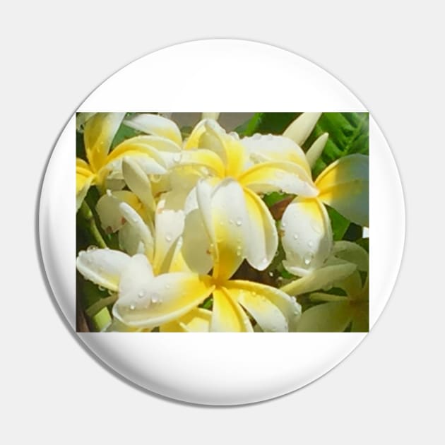 Plumeria after the Rain Pin by ephotocard