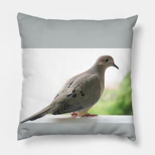 Mourning Dove No.3 Pillow