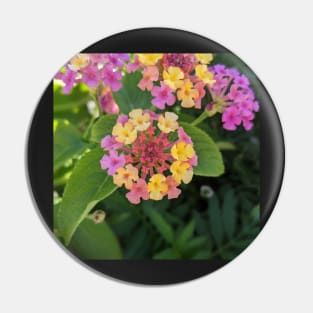 multicolored tiny flower cluster photographic image Pin