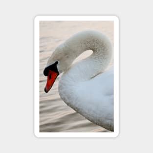 White Swan Close Up Magnet