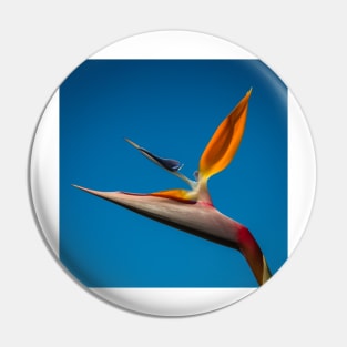 Bird-of-Paradise (Strelitzia) Pin