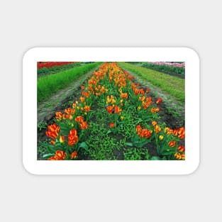 Orange Tulips Magnet