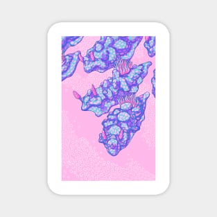 Ceratoma Sinuata Pink and Blue Magnet