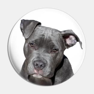 I love Pitbull! Pin