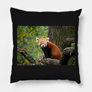 Cute Red Panda Pillow