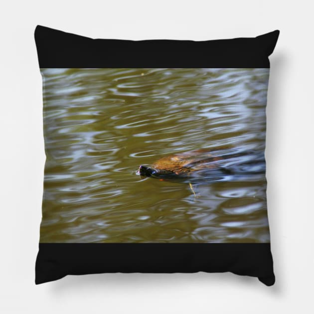 turtle swimming at Trojan pond, near Goble, Oregon Pillow by DlmtleArt