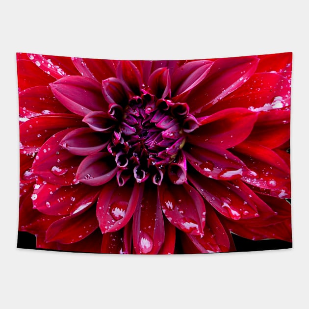 Dahlia Tapestry by Nicole Gath Photography