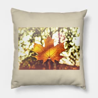 Sunlit golden maple leaf against nature background Pillow