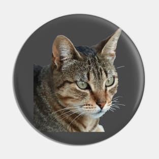 Stunning Tabby Cat Close Up Portrait Vector Isolated Pin