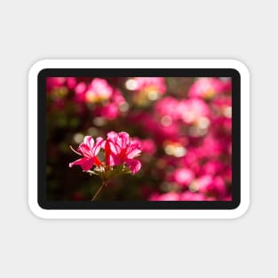 Pink Azalea Flowers Magnet