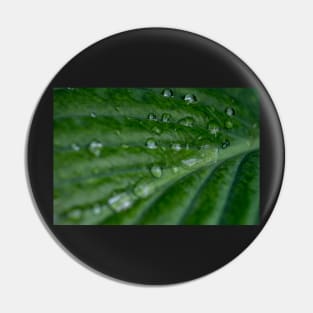 Water droplets on Hosta leaf Pin