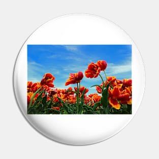 A field of Orange Tulips Pin